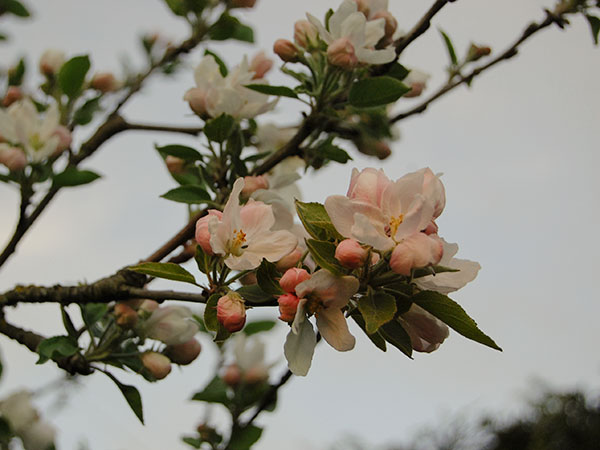 appleblossoms