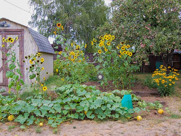 garden